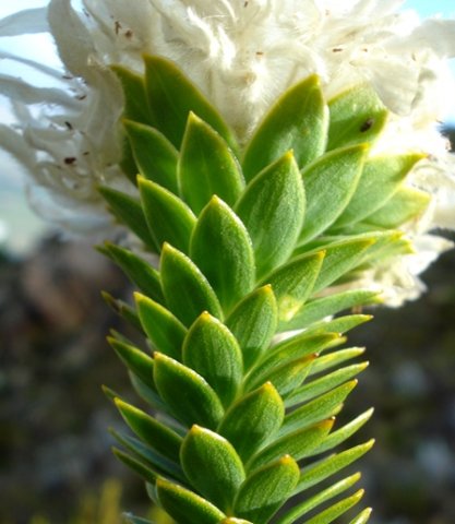 Lachnaea filamentosa young leaves